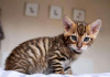 Photo №2 to announcement № 116956 for the sale of toyger - buy in Belgium 