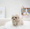 Photo №4. I will sell pomeranian in the city of Tbilisi. private announcement, from nursery - price - 317$