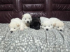 Photo №3. Stunning Husky-Akita puppies ready for new homes now!. United States