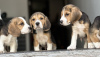 Additional photos: Beagle puppies