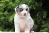 Photo №2 to announcement № 25943 for the sale of australian shepherd - buy in Poland breeder