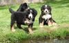 Photo №1. non-pedigree dogs - for sale in the city of Bamberg | Is free | Announcement № 118064