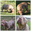 Photo №1. american bully - for sale in the city of Москва | negotiated | Announcement № 19309