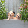 Photo №1. golden retriever - for sale in the city of Berlin | Is free | Announcement № 115951