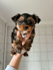 Photo №2 to announcement № 42251 for the sale of yorkshire terrier - buy in Germany private announcement