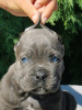 Photo №3. CANE CORSO puppies. Serbia