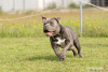 Photo №2 to announcement № 82716 for the sale of american bully - buy in Poland private announcement