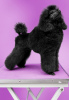 Photo №4. I will sell poodle (toy) in the city of Belgrade.  - price - negotiated