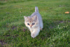 Photo №1. british shorthair - for sale in the city of Dubna | 320$ | Announcement № 7878