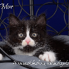 Additional photos: Siberian kitten of Rite