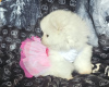 Photo №2 to announcement № 119364 for the sale of pomeranian - buy in Finland private announcement