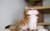 Photo №2 to announcement № 98203 for the sale of persian cat - buy in United States private announcement