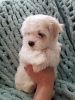 Photo №2 to announcement № 19661 for the sale of maltese dog - buy in Netherlands breeder