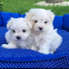 Photo №1. maltese dog - for sale in the city of Эурайоки | 370$ | Announcement № 65577