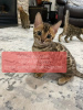 Photo №1. bengal cat - for sale in the city of Horgen | 370$ | Announcement № 11321