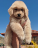 Photo №1. golden retriever - for sale in the city of Paris | negotiated | Announcement № 85100