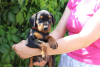 Photo №4. I will sell german pinscher in the city of Gomel. from nursery - price - 1040$