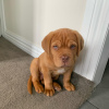 Photo №1. dogue de bordeaux - for sale in the city of Zürich | 581$ | Announcement № 89096