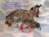 Photo №2 to announcement № 83569 for the sale of savannah cat - buy in United Arab Emirates private announcement