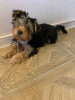 Photo №4. I will sell yorkshire terrier in the city of Hannover. private announcement - price - 3$