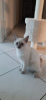 Photo №2 to announcement № 125382 for the sale of siamese cat - buy in Germany private announcement