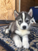 Photo №2 to announcement № 52292 for the sale of siberian husky - buy in Germany 