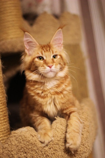 Additional photos: maine coon girl from the world champion. red marble