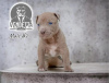 Photo №2 to announcement № 98753 for the sale of american pit bull terrier - buy in Croatia breeder
