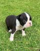 Photo №2 to announcement № 117752 for the sale of non-pedigree dogs - buy in Germany 