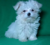 Photo №4. I will sell maltese dog in the city of Minsk. private announcement, from nursery - price - negotiated
