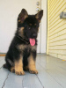 Photo №4. I will sell german shepherd in the city of Мадрид.  - price - negotiated