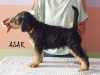 Photo №4. I will sell airedale terrier in the city of Bialystok. breeder - price - 1037$