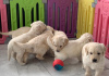 Photo №2 to announcement № 41374 for the sale of golden retriever - buy in Russian Federation 