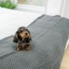 Photo №1. dachshund - for sale in the city of Paris | negotiated | Announcement № 85550