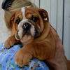 Additional photos: English bulldog