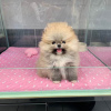 Photo №2 to announcement № 125328 for the sale of pomeranian - buy in Germany private announcement