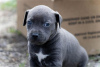 Photo №4. I will sell american pit bull terrier in the city of Belgrade. private announcement - price - negotiated