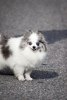 Photo №2 to announcement № 104064 for the sale of pomeranian - buy in Belarus from nursery