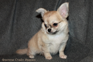 Photo №2 to announcement № 1912 for the sale of chihuahua - buy in Russian Federation from nursery