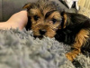 Photo №2 to announcement № 85128 for the sale of yorkshire terrier - buy in Czech Republic private announcement