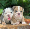 Photo №1. english bulldog - for sale in the city of Texas City | 600$ | Announcement № 56349