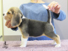 Photo №2 to announcement № 13267 for the sale of beagle - buy in Ukraine from nursery
