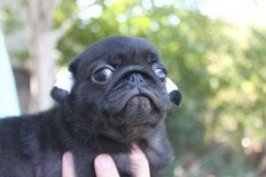 Photo №4. I will sell pug in the city of Krasnodar. from nursery - price - 201$