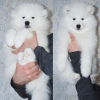 Photo №1. samoyed dog - for sale in the city of Surgut | 584$ | Announcement № 9778