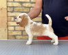 Additional photos: Beagle puppies from top show parents