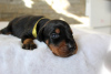 Photo №2 to announcement № 83434 for the sale of dobermann - buy in Serbia private announcement