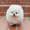 Photo №2 to announcement № 79659 for the sale of pomeranian - buy in Germany private announcement, from nursery