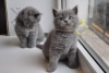 Photo №1. british shorthair - for sale in the city of Essen | 317$ | Announcement № 126187