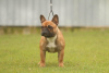Photo №2 to announcement № 77055 for the sale of french bulldog - buy in Serbia 
