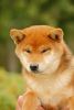 Additional photos: Shiba inu boy